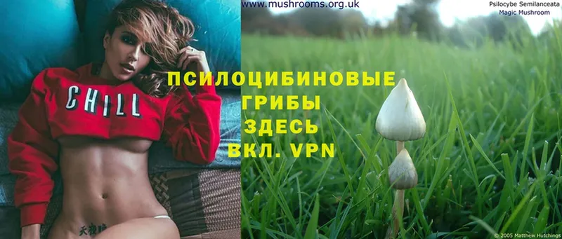 Псилоцибиновые грибы MAGIC MUSHROOMS  хочу   Камызяк 